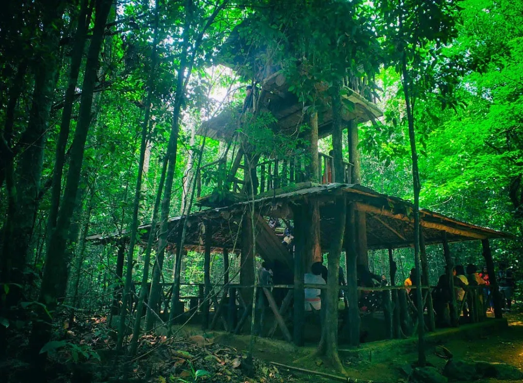 Kanneliya-Dediyagala-Nakiyadeniya Forest