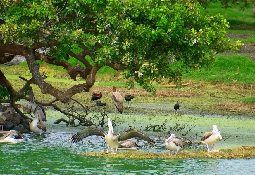 Muthurajawela Wetland Sanctuary